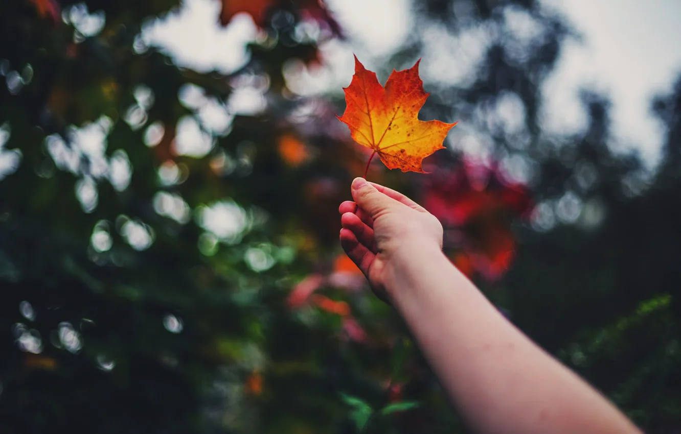 Photo wallpaper hands, bokeh, Andrine Bauge, Autumn leaf