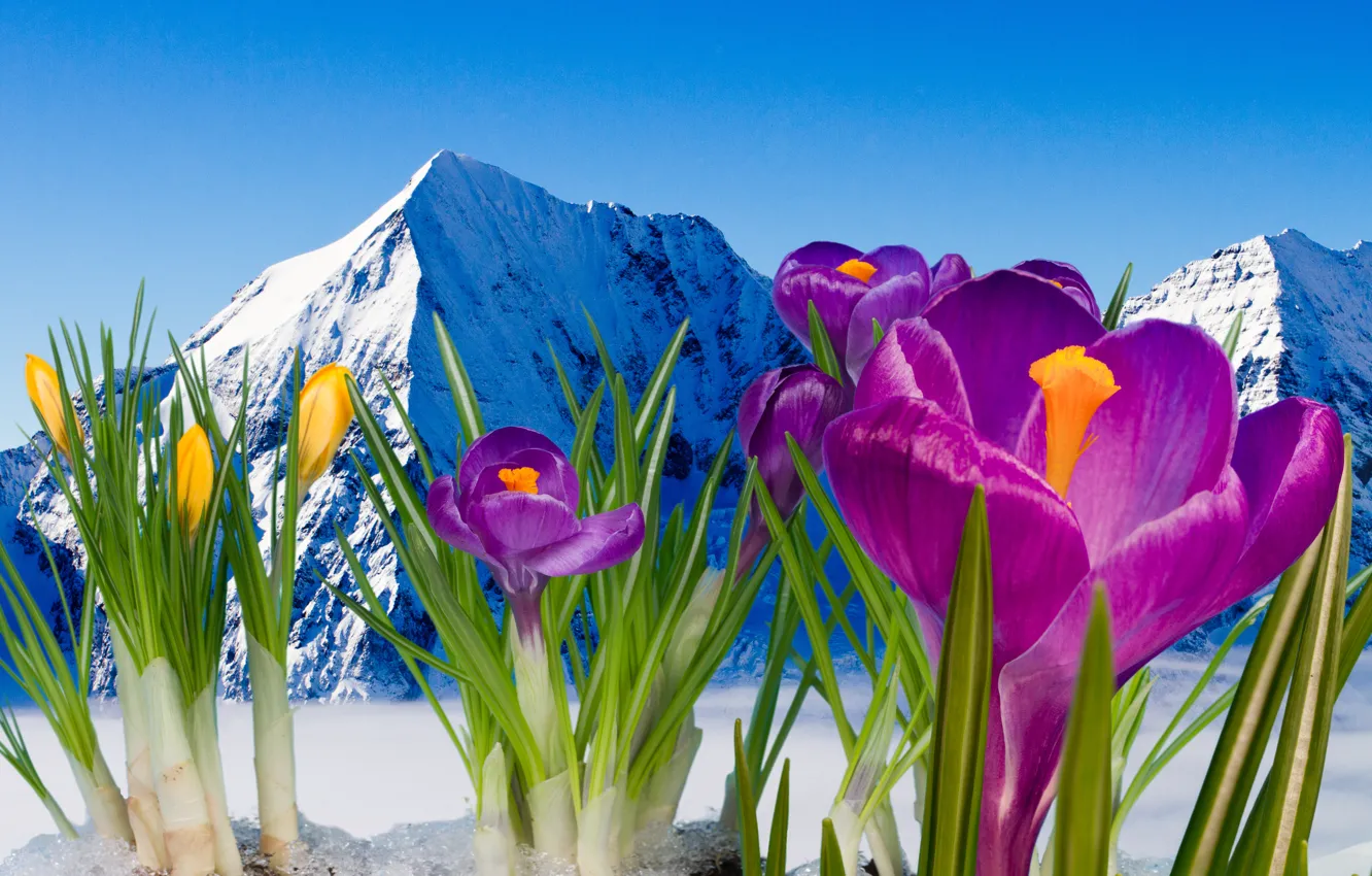 Photo wallpaper spring, crocuses, flowering, flowers, mountain, snow, spring, crocus