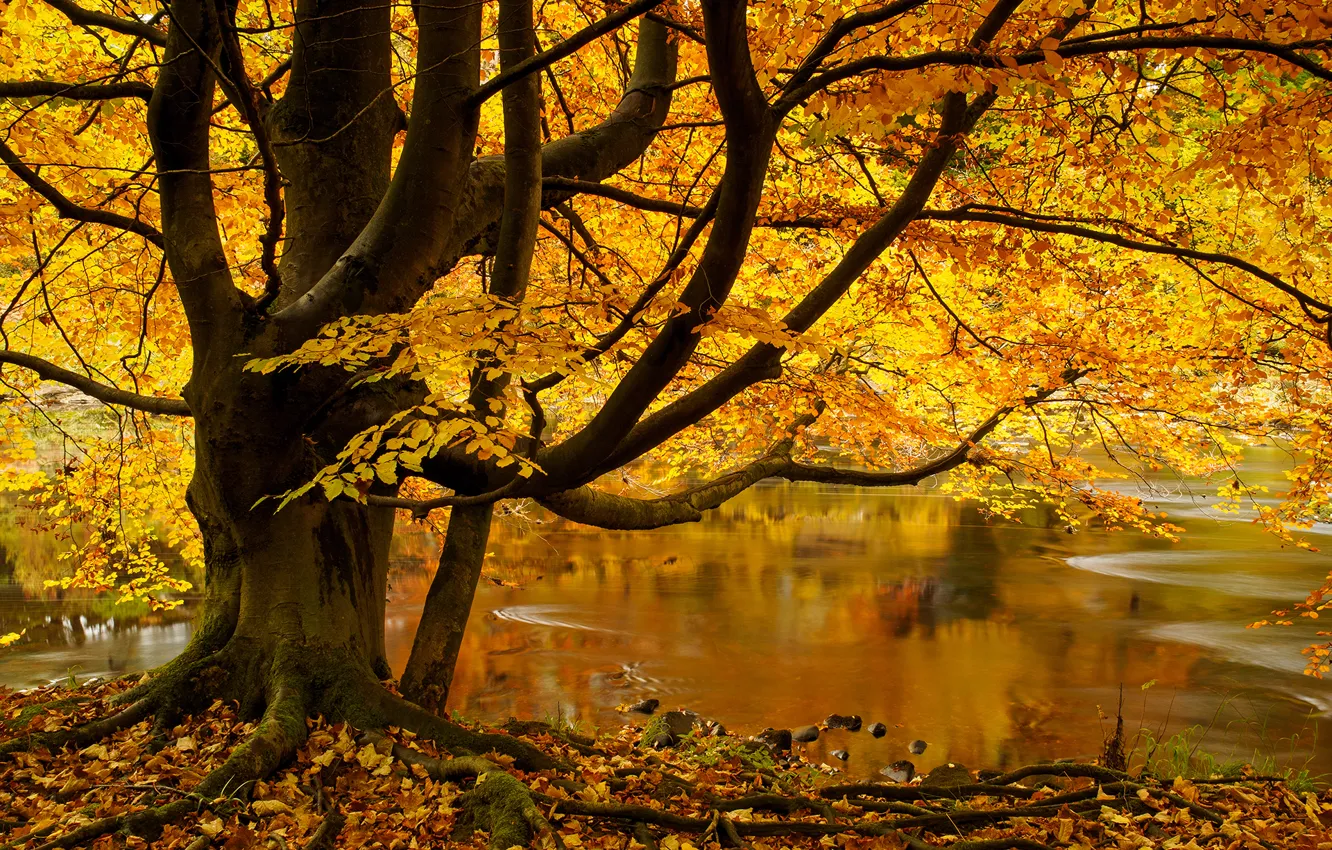 Photo wallpaper autumn, leaves, river, tree, England, England, North Yorkshire, Yorkshire Dales
