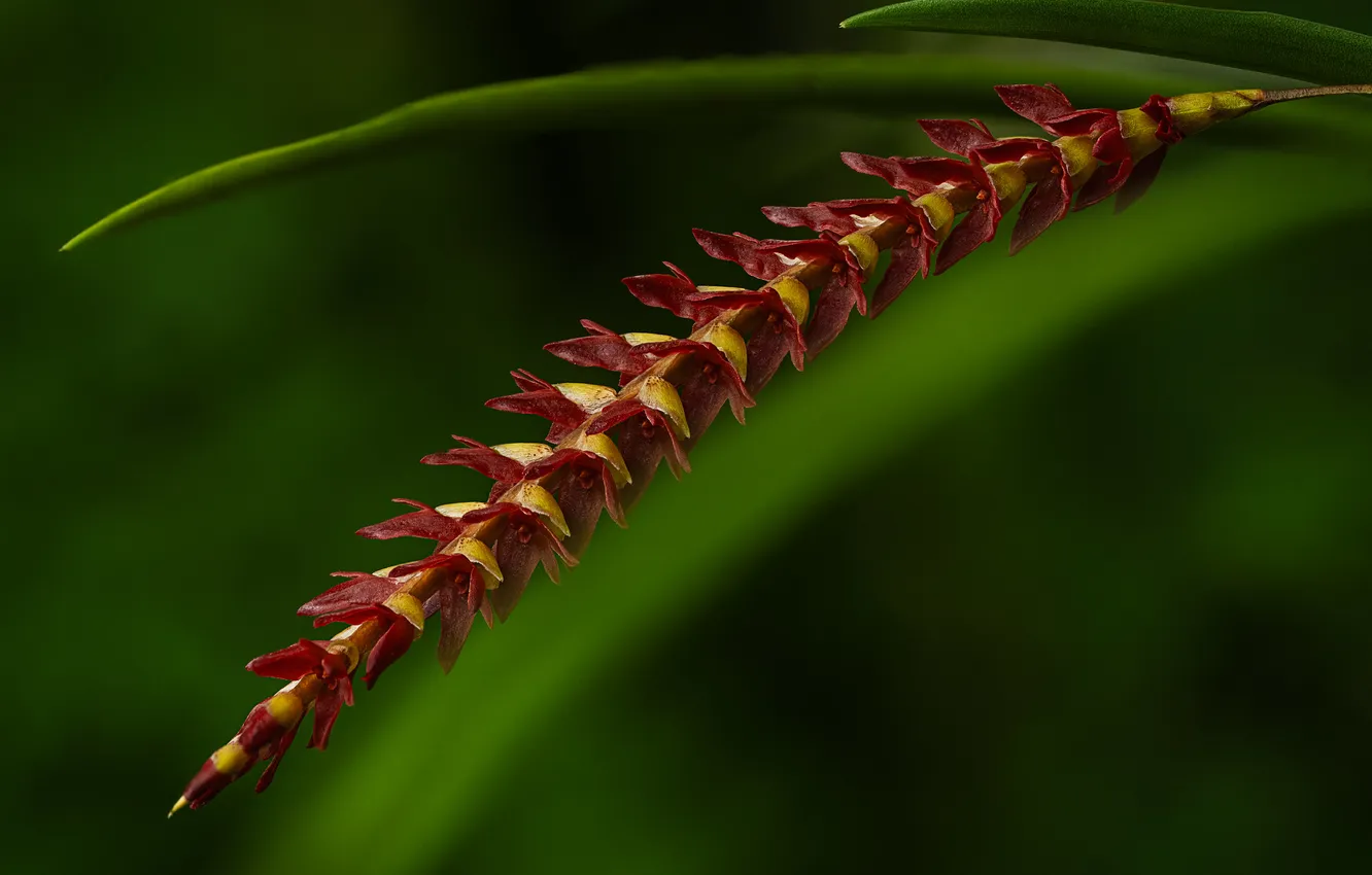 Photo wallpaper grass, flowers, background, a blade of grass