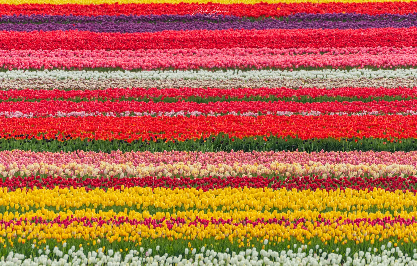 Photo wallpaper field, flowers, yellow, red, strip, spring, tulips, a number