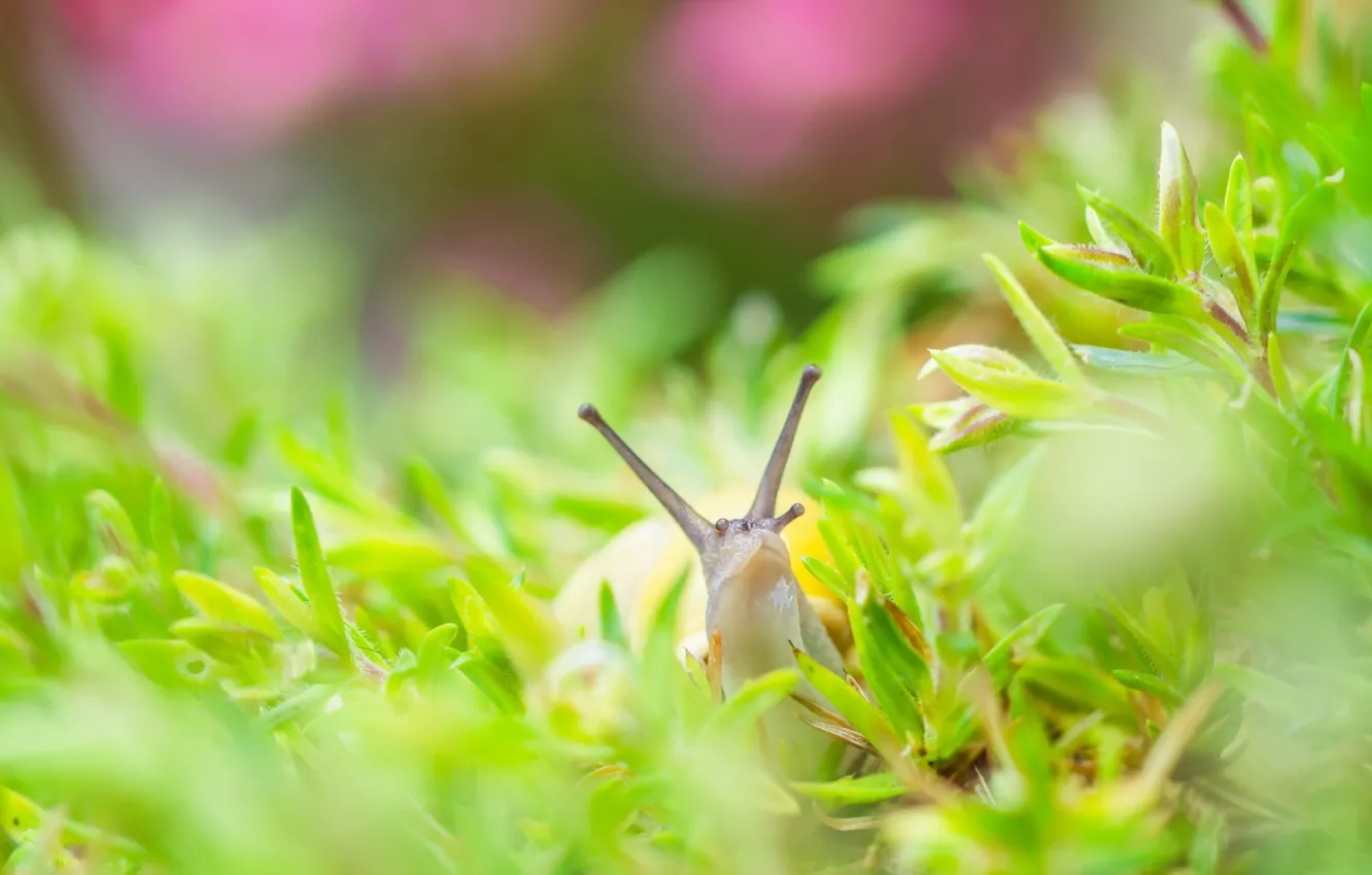 Photo wallpaper grass, nature, snail