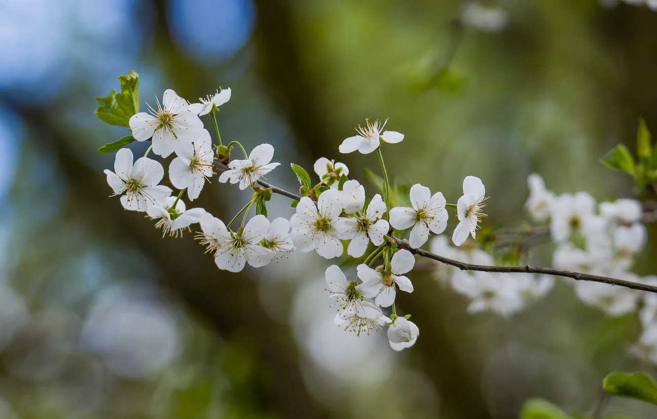 Photo wallpaper nature, spring, plum, the spring bloom