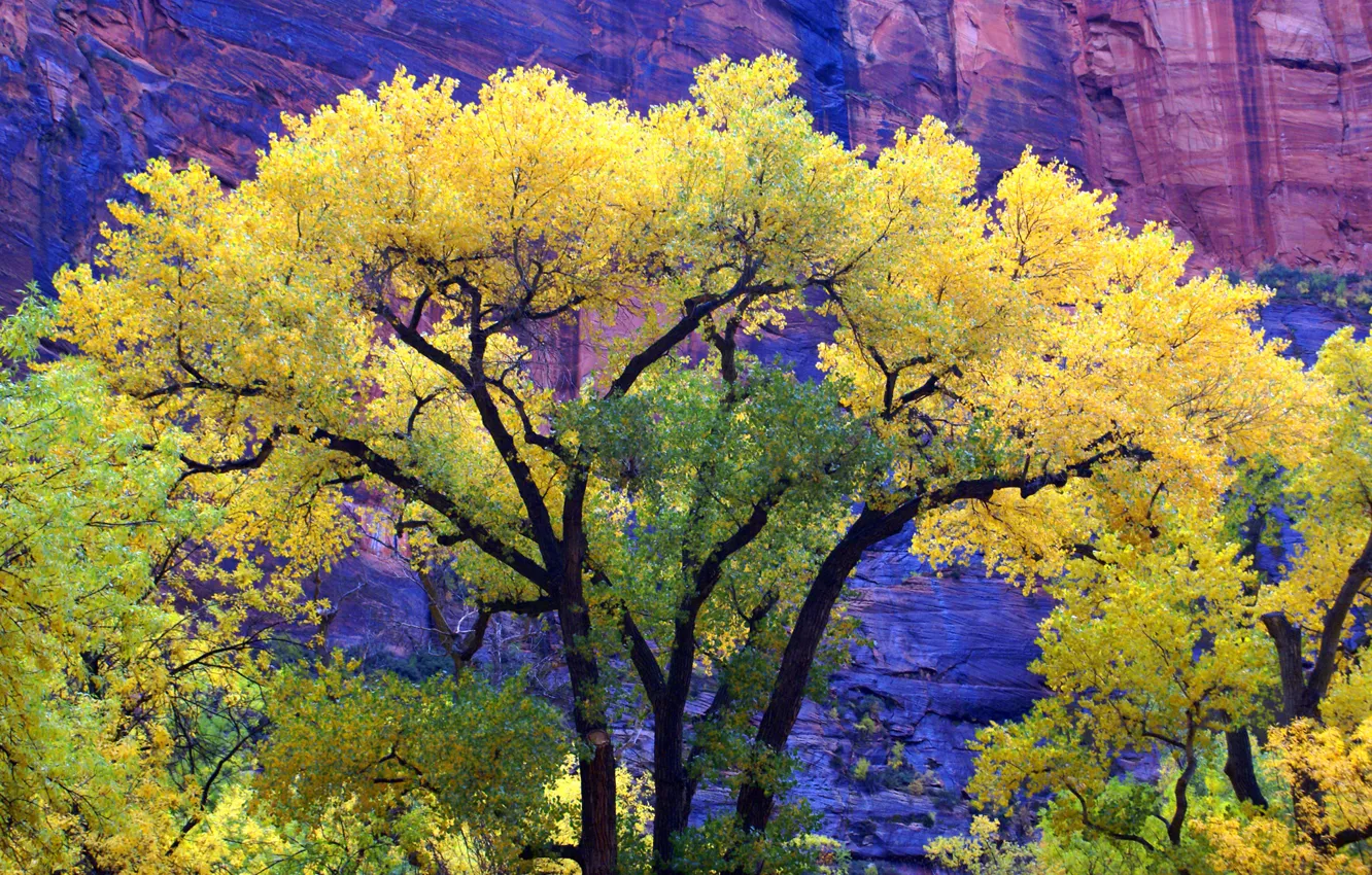 Photo wallpaper autumn, trees, mountains, rocks, Utah, USA, Zion National Park