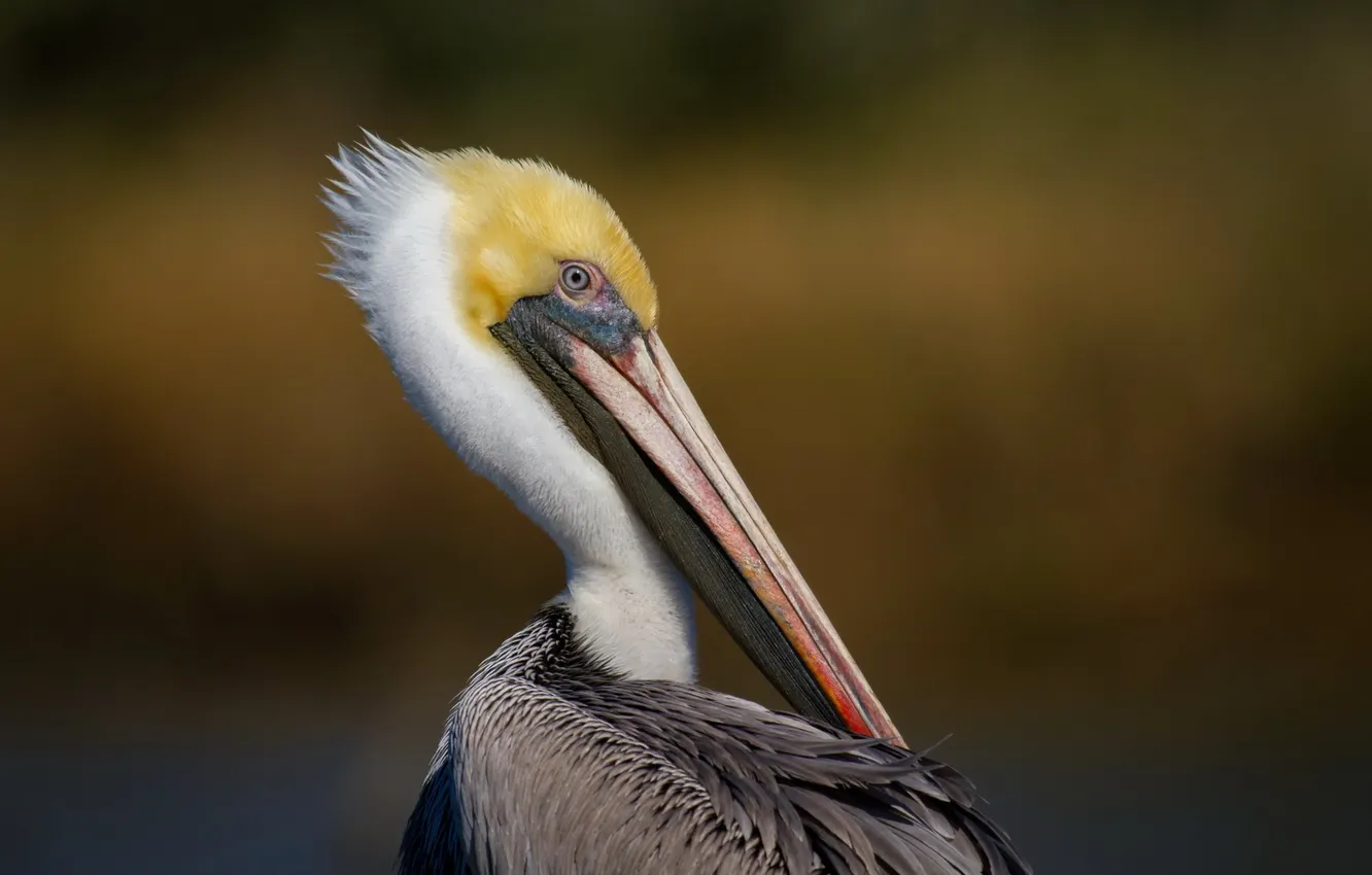 Photo wallpaper Pasadena, Horsepen Bayou, Brown Pelican