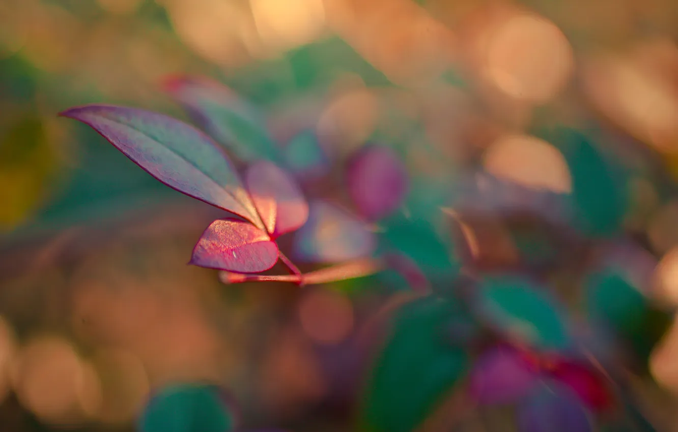 Photo wallpaper leaves, red, Slowly Forgotten