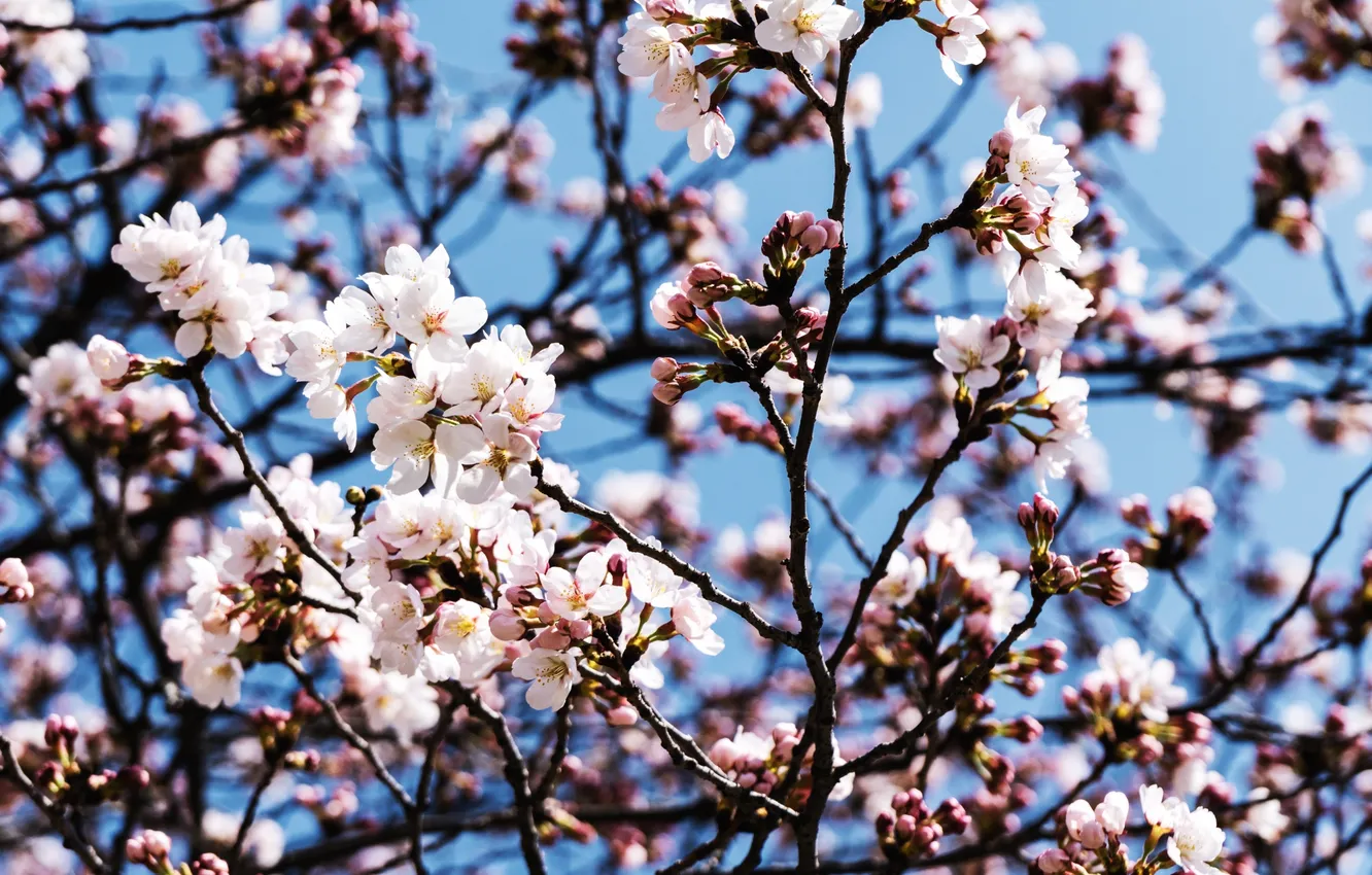 Photo wallpaper the sky, trees, branches, cherry, spring