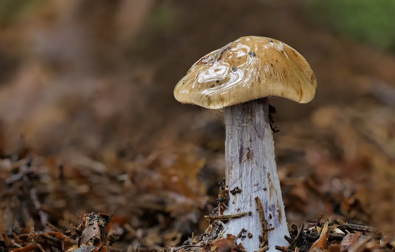 Photo wallpaper autumn, mushrooms, wet, glitters, Beat Buetikofer