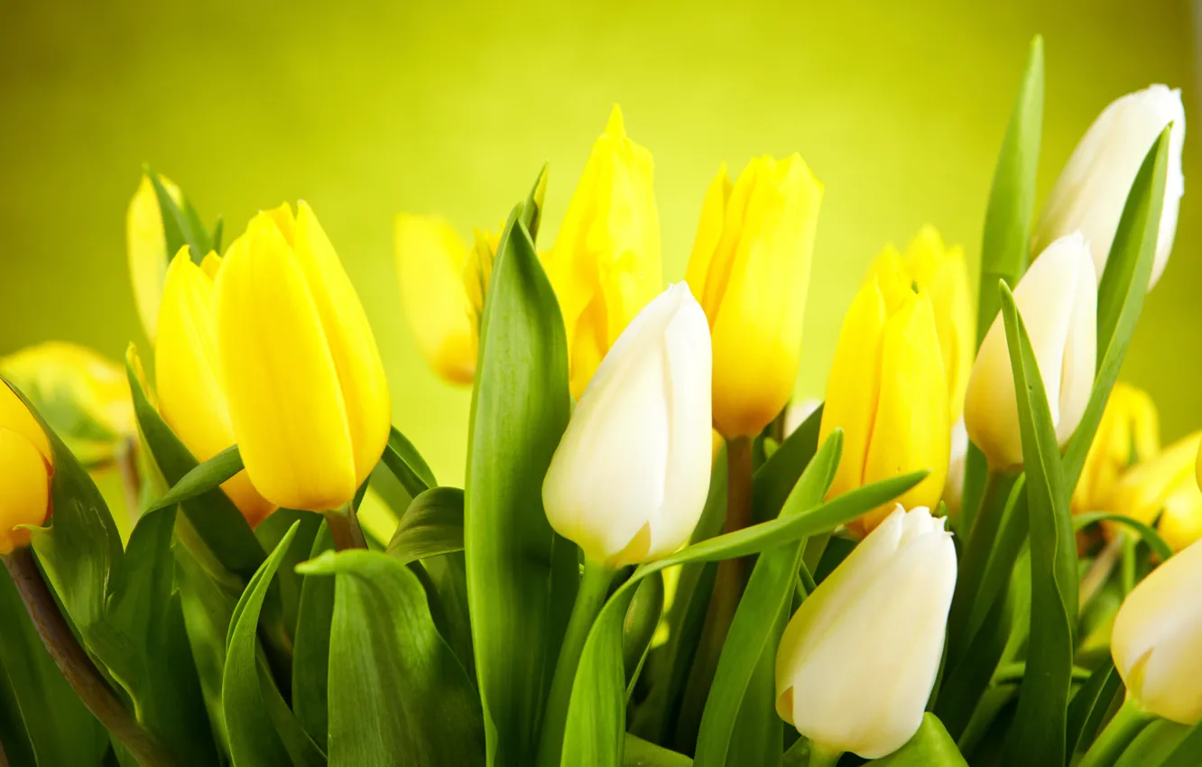 Photo wallpaper leaves, flowers, yellow, tulips, white, white, buds, yellow