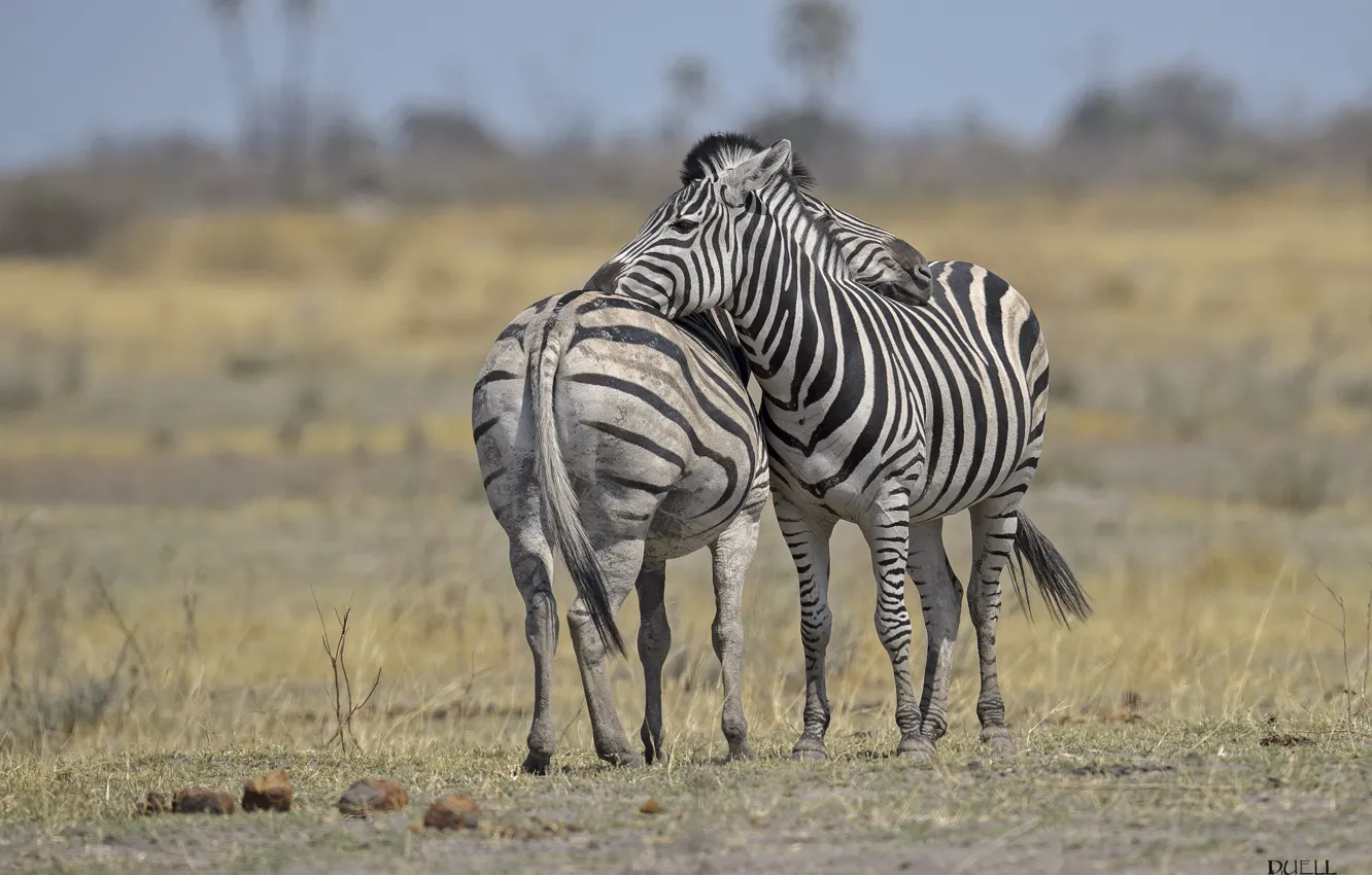 Photo wallpaper Zebra, pair, Savannah, DUELL ©