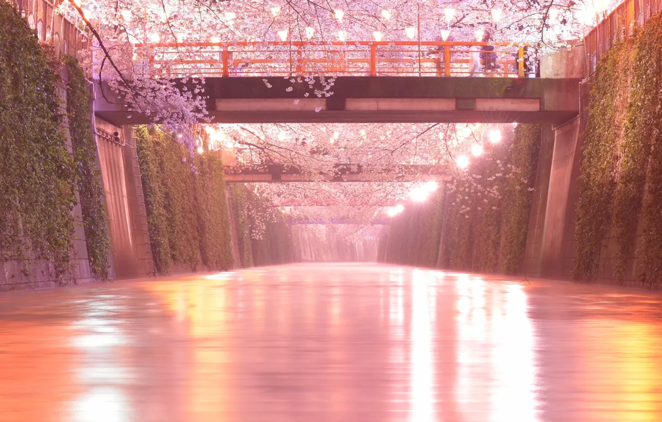 Photo wallpaper bridge, river, Sakura, lights, Japan