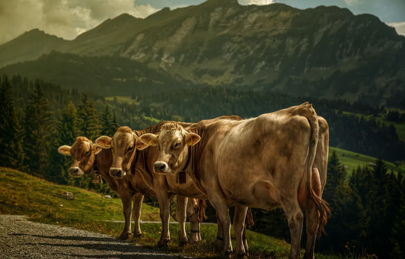 Photo wallpaper landscape, mountains, treatment, cows