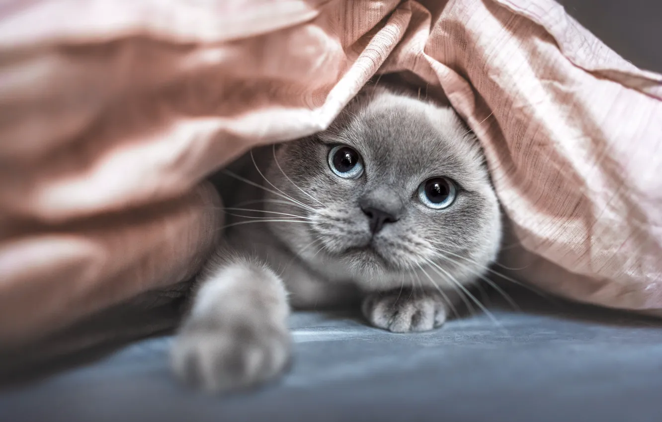 Photo wallpaper cat, cat, look, pose, face