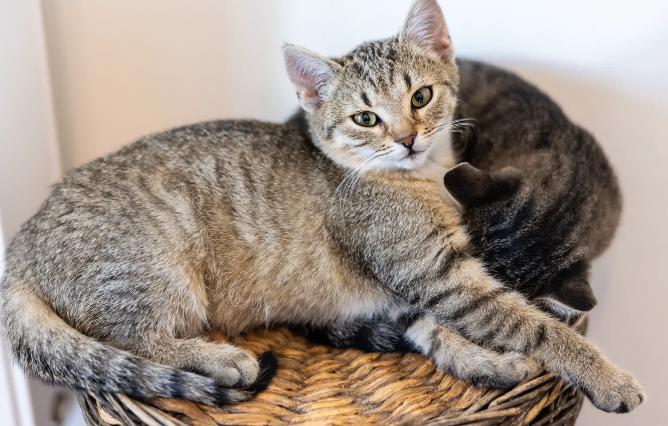 Photo wallpaper cat, basket, lies, kitty, tabby, two kittens