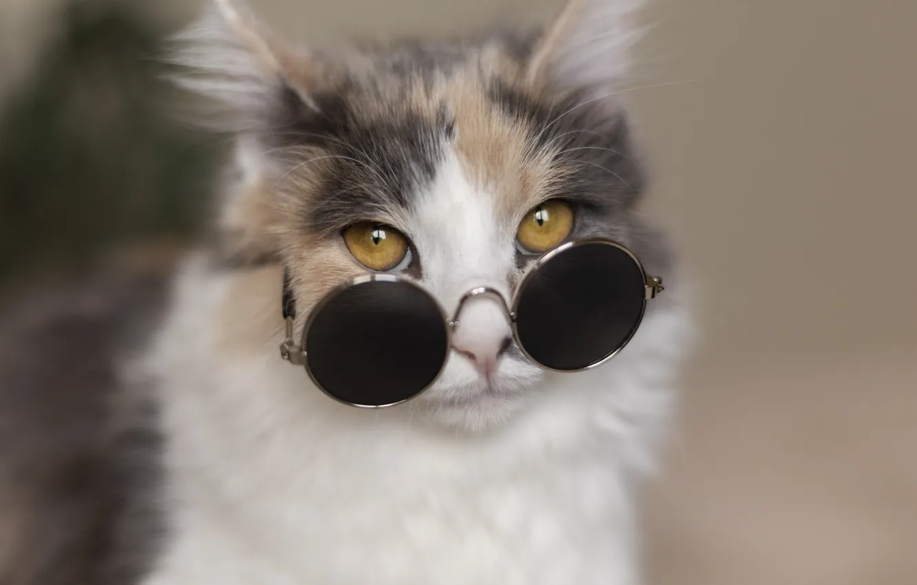 Photo wallpaper cat, cat, look, pose, portrait, blur, glasses, face