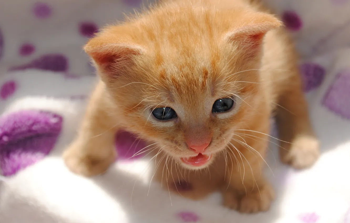 Photo wallpaper baby, red, kitty