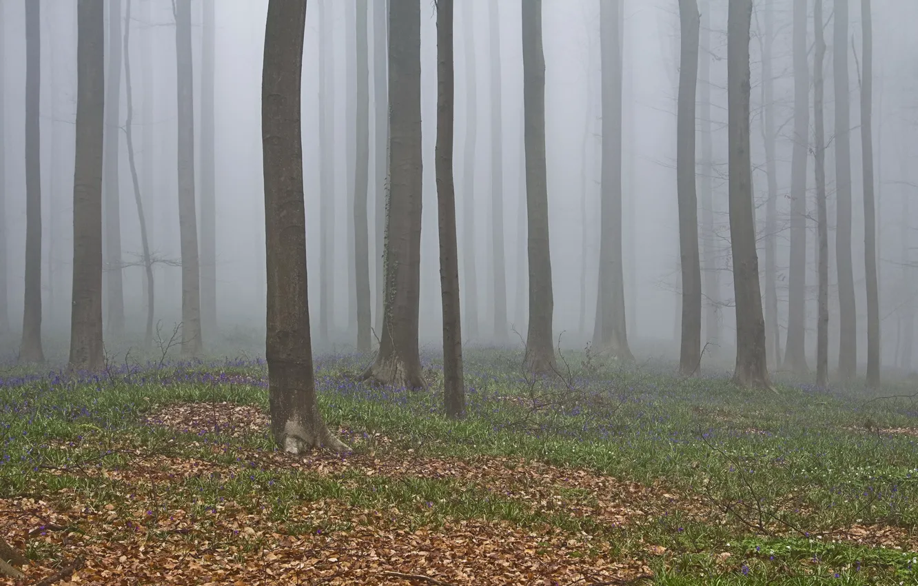 Photo wallpaper forest, trees, nature, fog