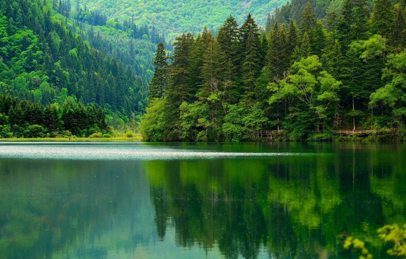 Photo wallpaper forest, trees, lake, green