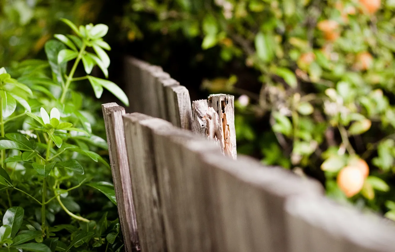 Photo wallpaper leaves, macro, background, widescreen, Wallpaper, the fence, the fence, wooden