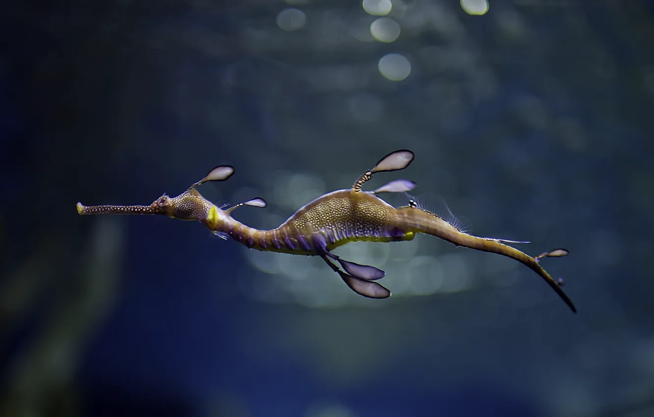 Photo wallpaper fish, Sea dragon, Seahorse-the ragpicker, the ragpicker