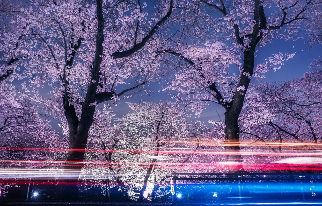 Photo wallpaper light, flowers, night, spring, the evening, excerpt, Sakura