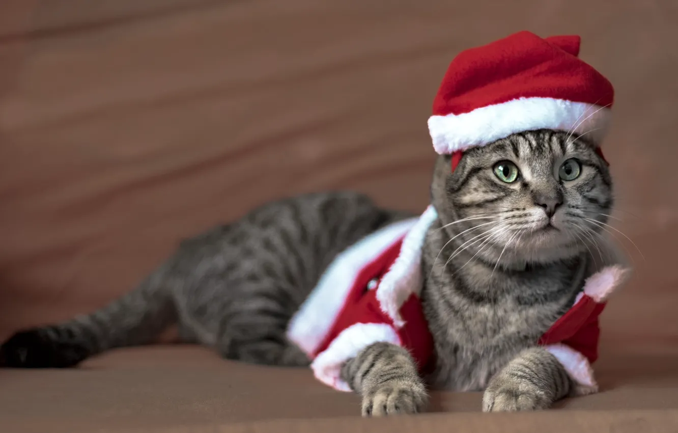 Photo wallpaper cat, cat, look, pose, background, holiday, new year, Christmas