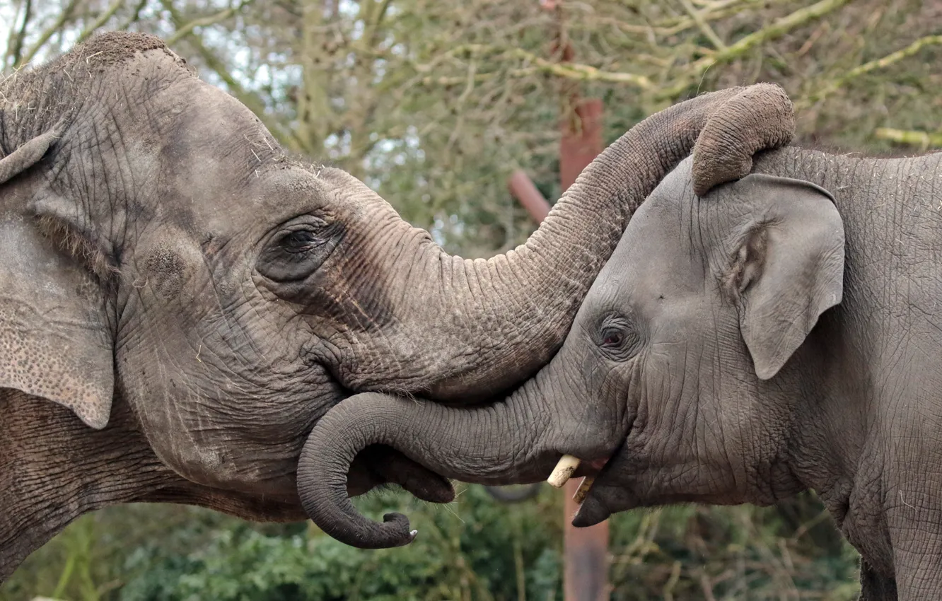 Photo wallpaper trunks, elephants, ears