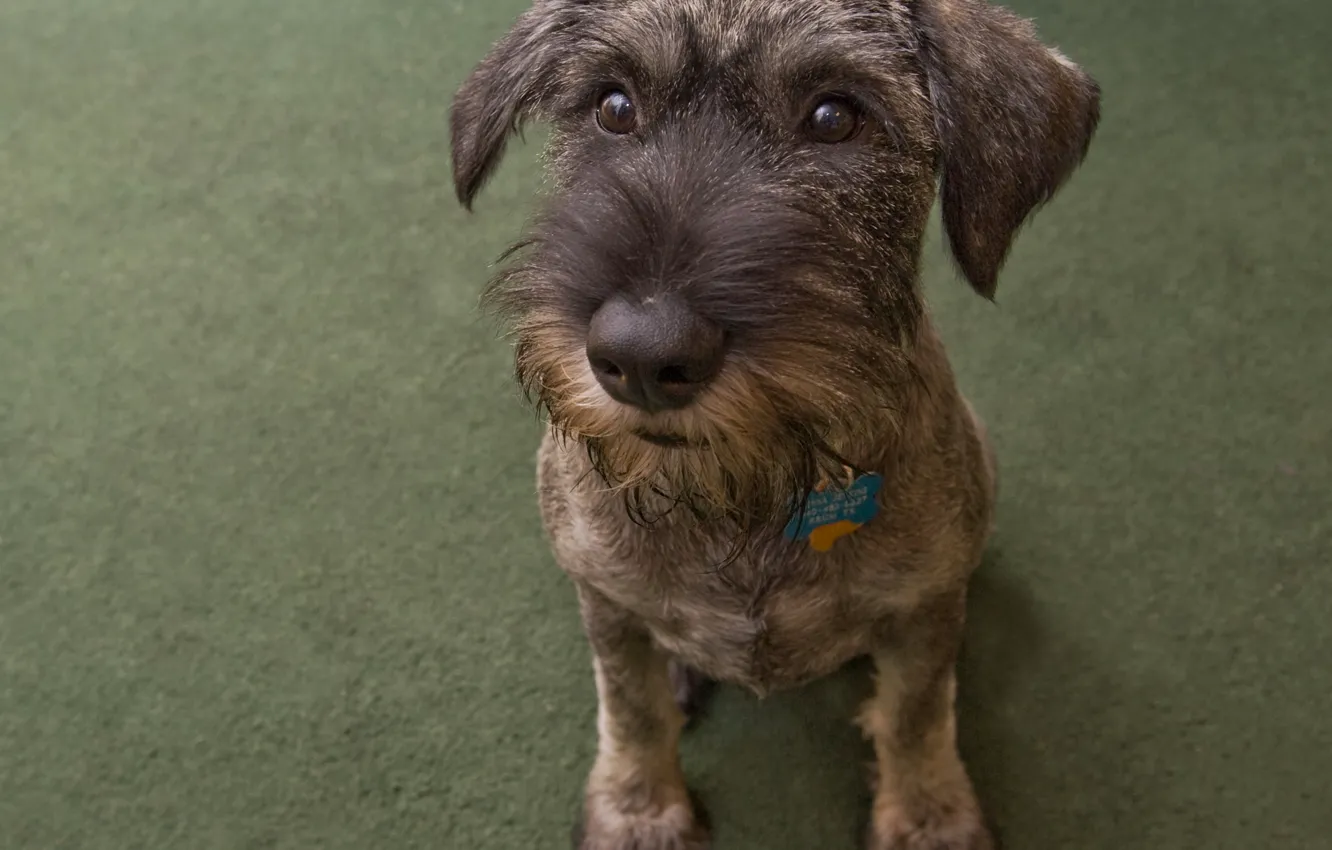 Photo wallpaper dog, mongrel, good