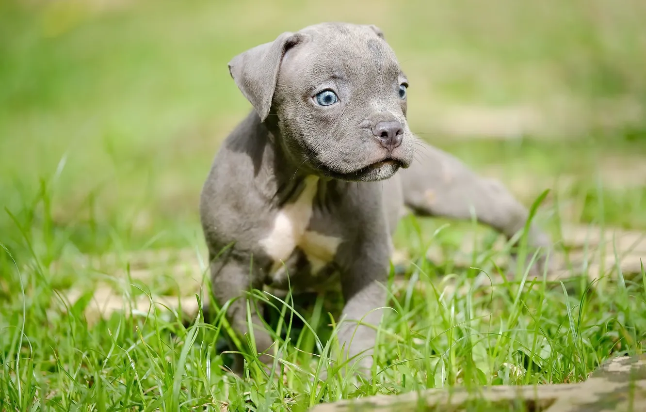 Photo wallpaper nature, dog, puppy