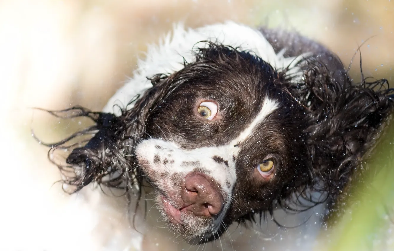 Photo wallpaper look, each, dog