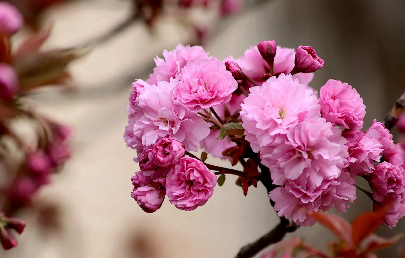 Photo wallpaper branches, nature, spring, Sakura, flowering