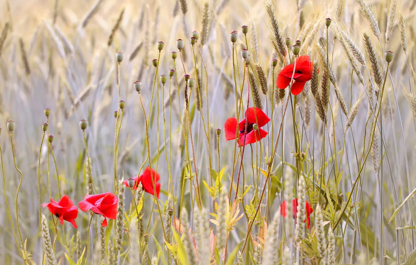 Photo wallpaper flowers, red, rye, Maki, ears