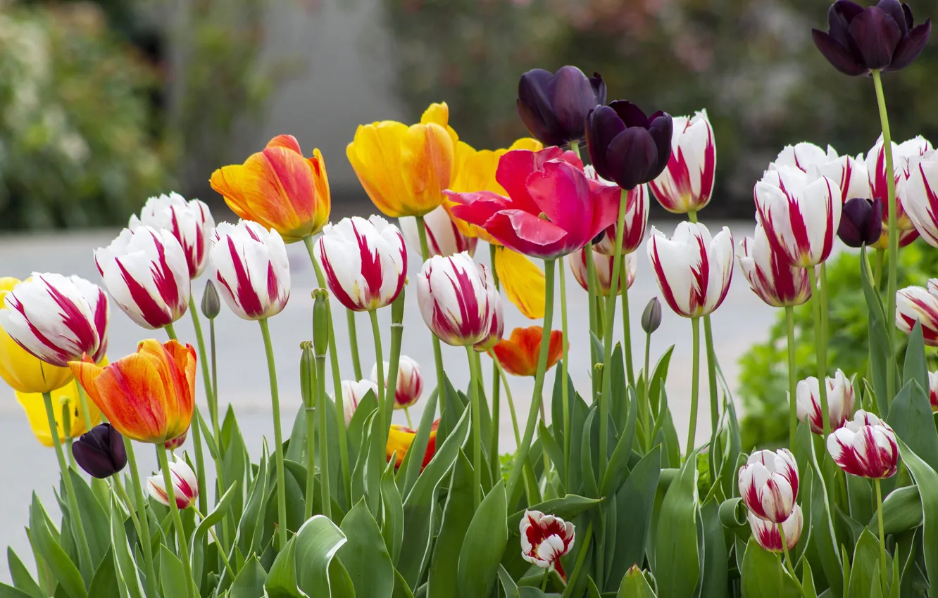 Photo wallpaper flowers, spring, garden, tulips, different