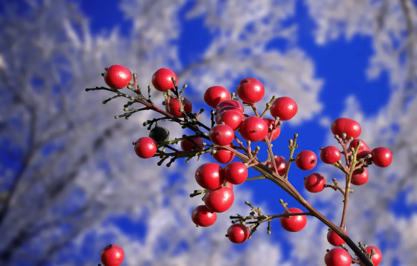 Photo wallpaper winter, autumn, trees, berries, branch, red, frost