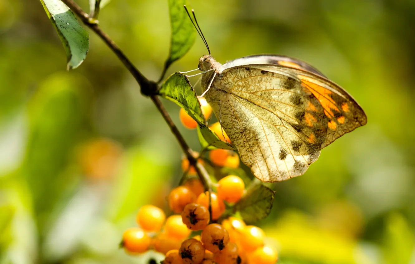 Photo wallpaper macro, branches, berries, background, butterfly, fruit, insect