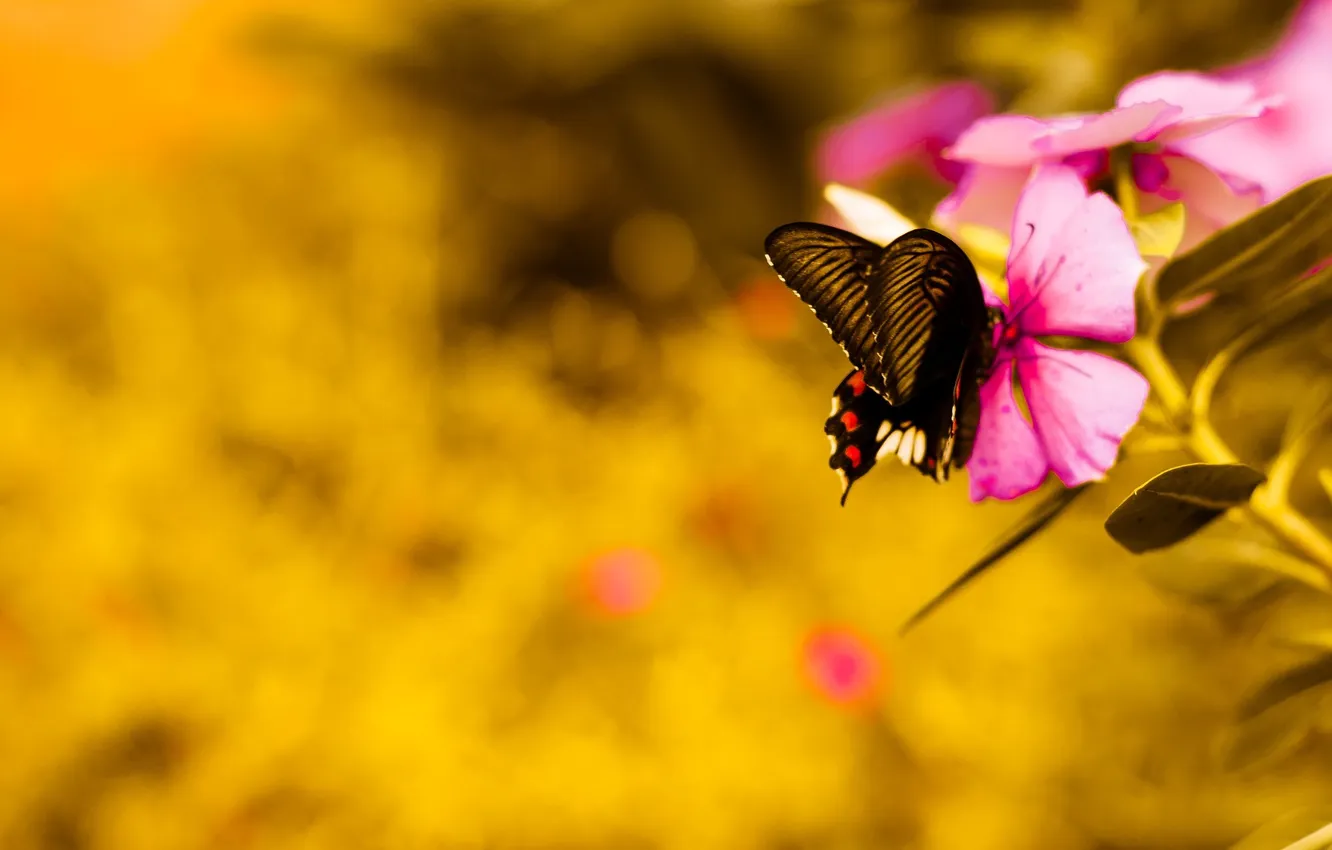 Photo wallpaper flowers, butterfly, pink, flower, pink, butterfly