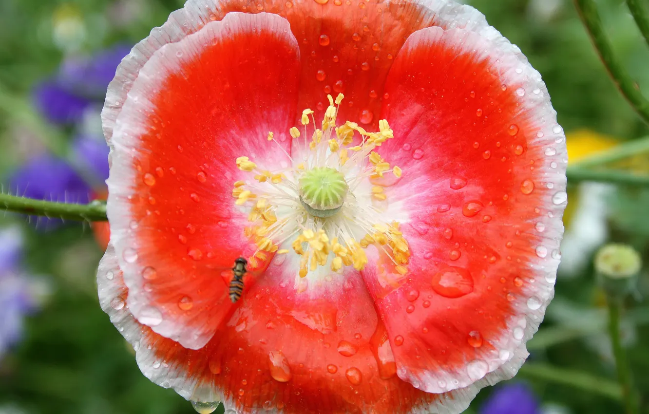 Photo wallpaper water, drops, flowers, Rosa, Mac, petals, insect