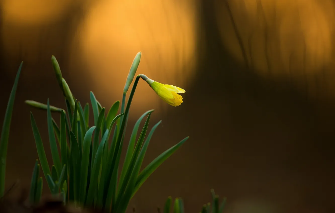 Photo wallpaper flowers, nature, spring