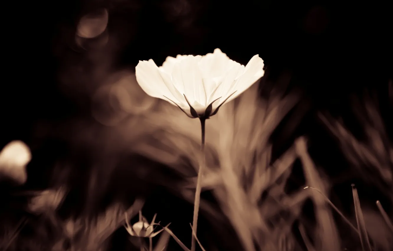 Photo wallpaper white, flowers, background, widescreen, Wallpaper, wallpaper, flowers, brown