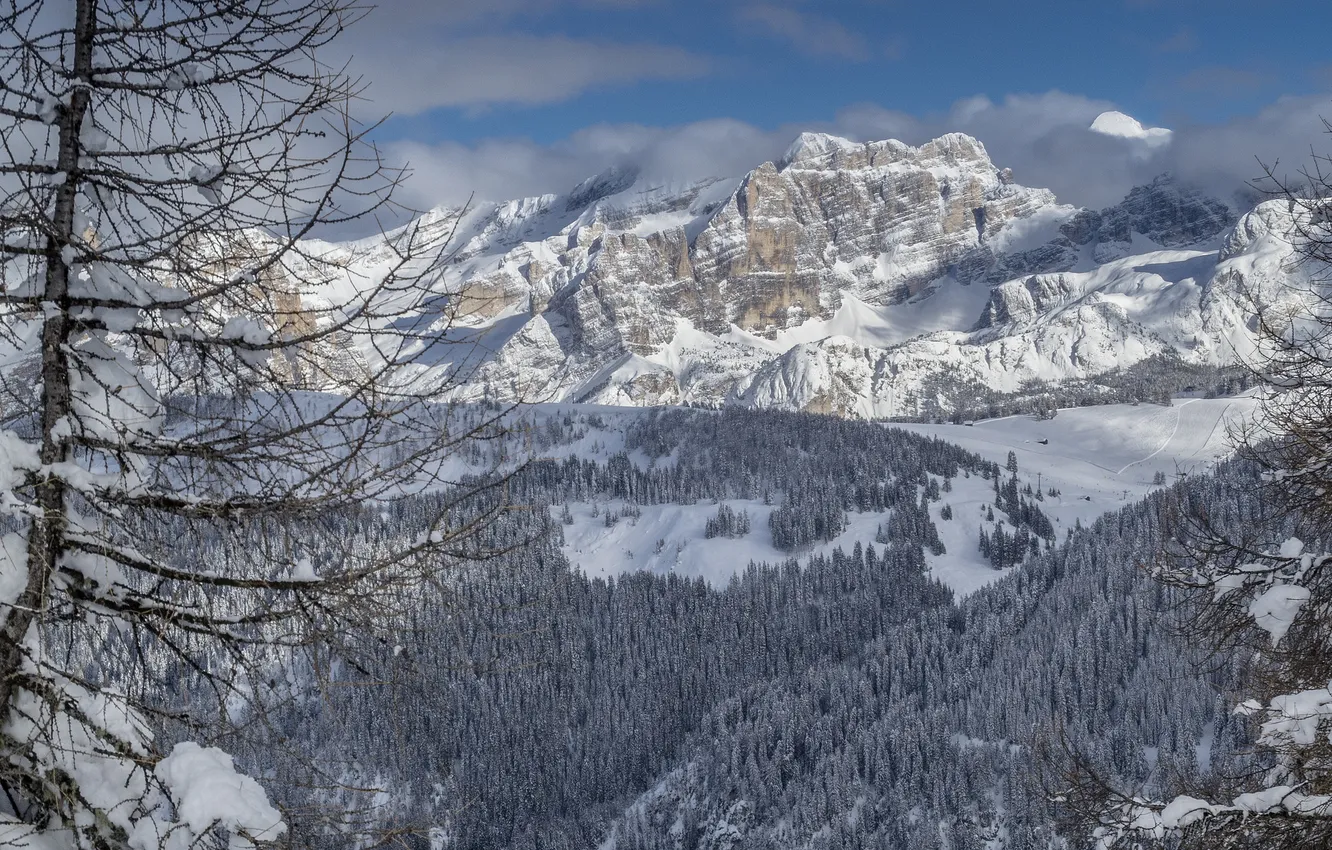 Photo wallpaper winter, forest, trees, mountains, Italy, Italy, The Dolomites, Dolomites
