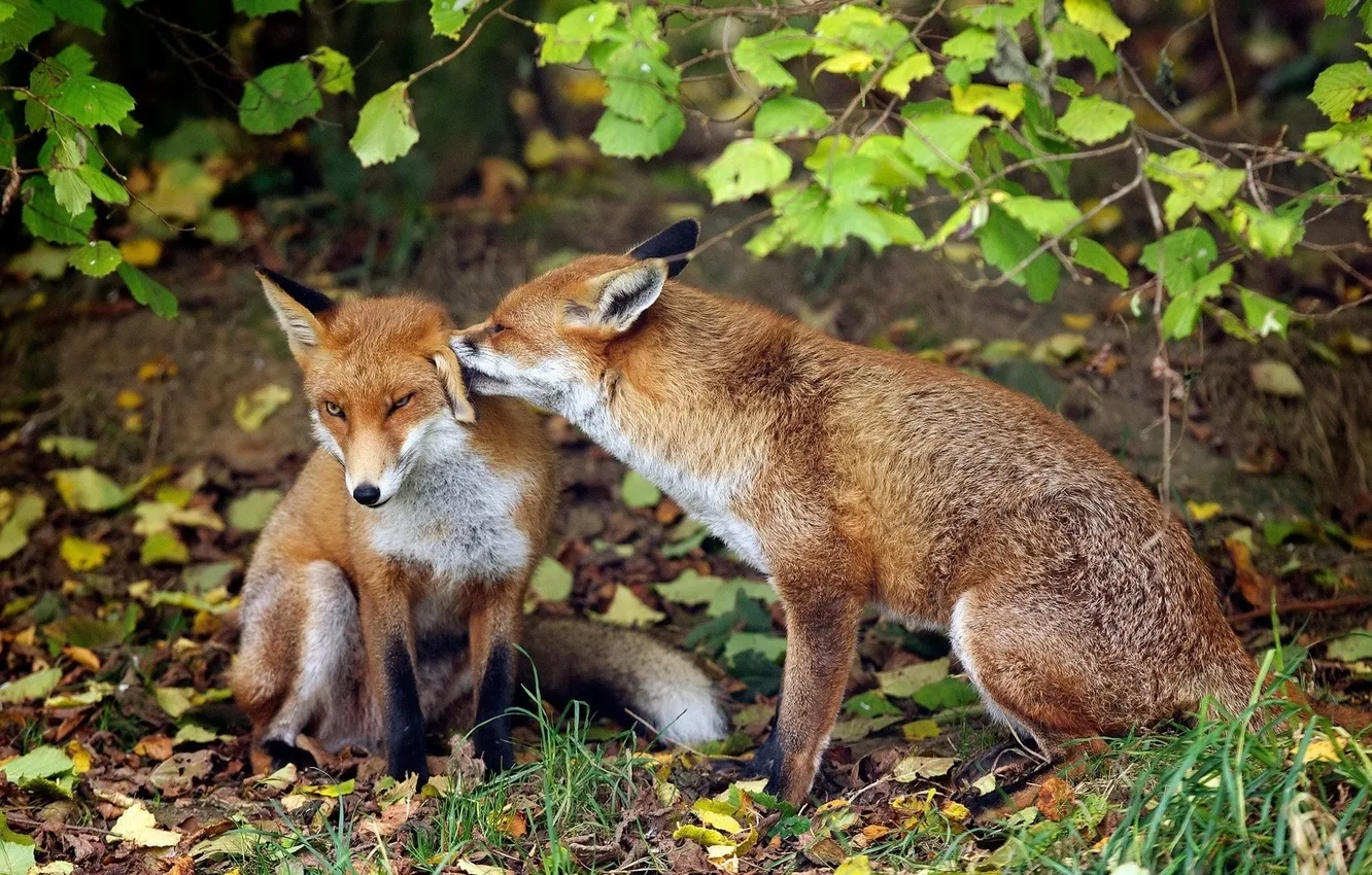 Photo wallpaper tenderness, pair, Fox