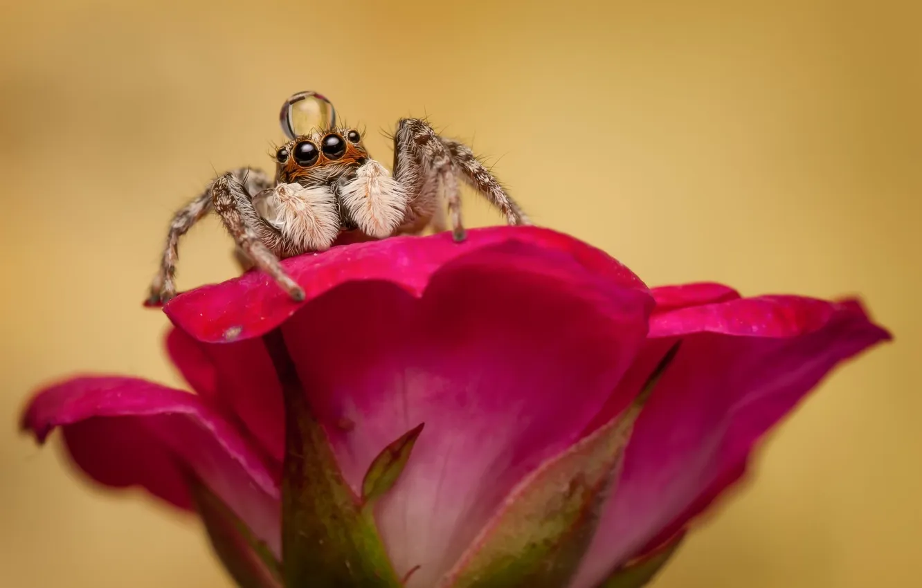 Photo wallpaper drops, macro, flowers, spider