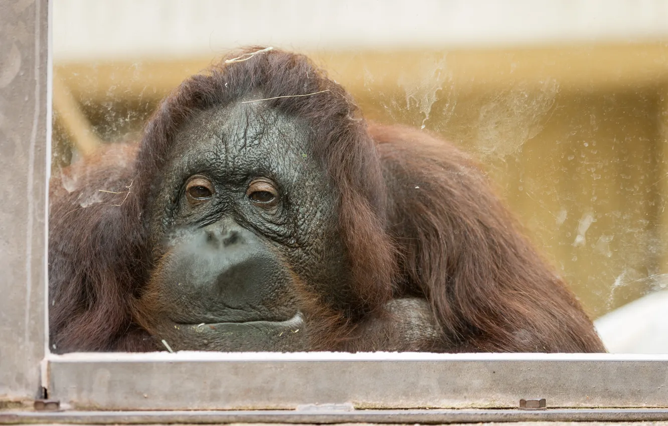 Photo wallpaper monkey, zoo, Orang-Utan
