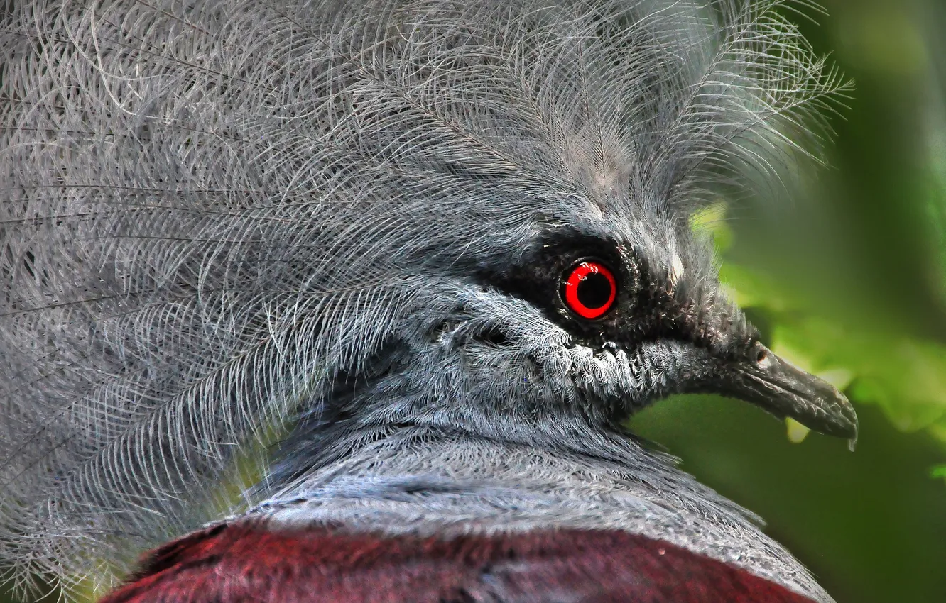 Photo wallpaper bird, feathers, beak, exotic, crowned pigeon