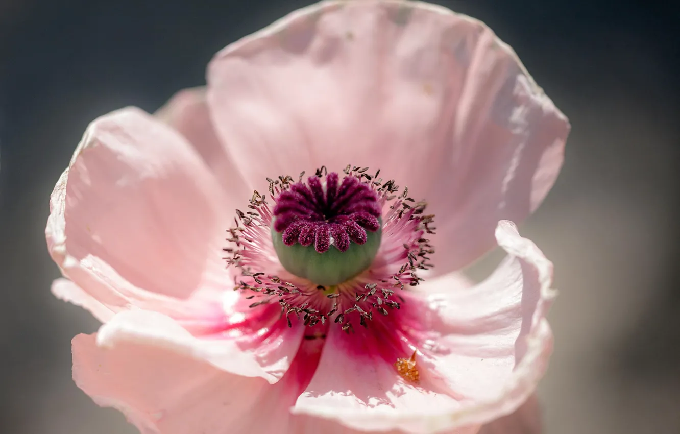 Photo wallpaper flower, macro, Mac pink