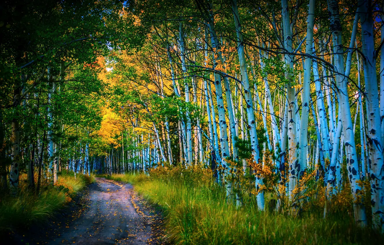 Photo wallpaper road, autumn, birch, grove