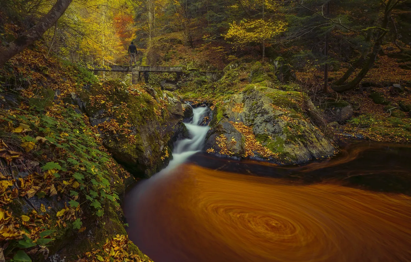 Photo wallpaper autumn, forest, water, nature, stones, the bridge, Edie Adams