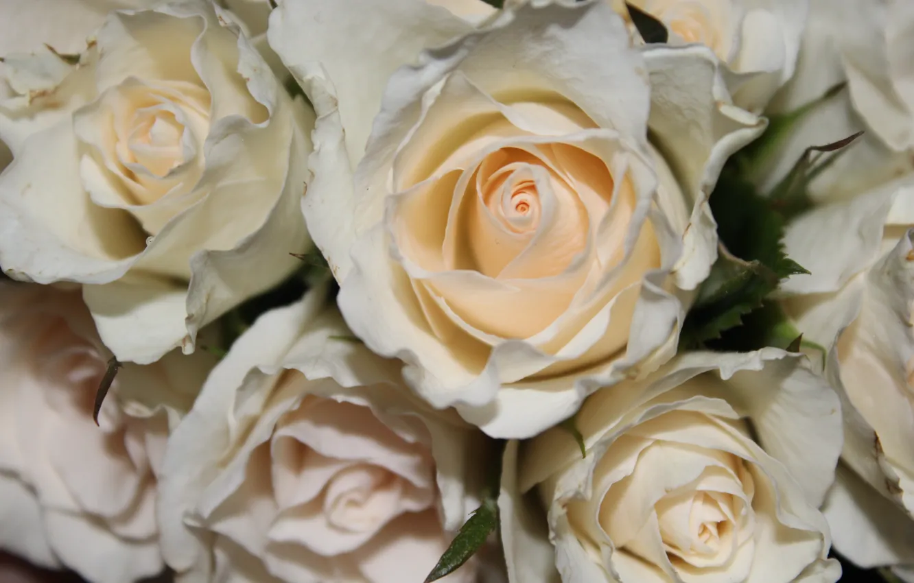 Photo wallpaper roses, bouquet, rose, white, white, flower