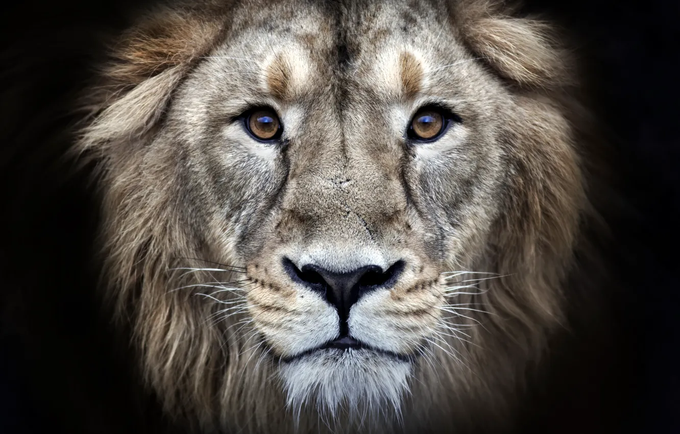 Photo wallpaper eyes, fur, leon