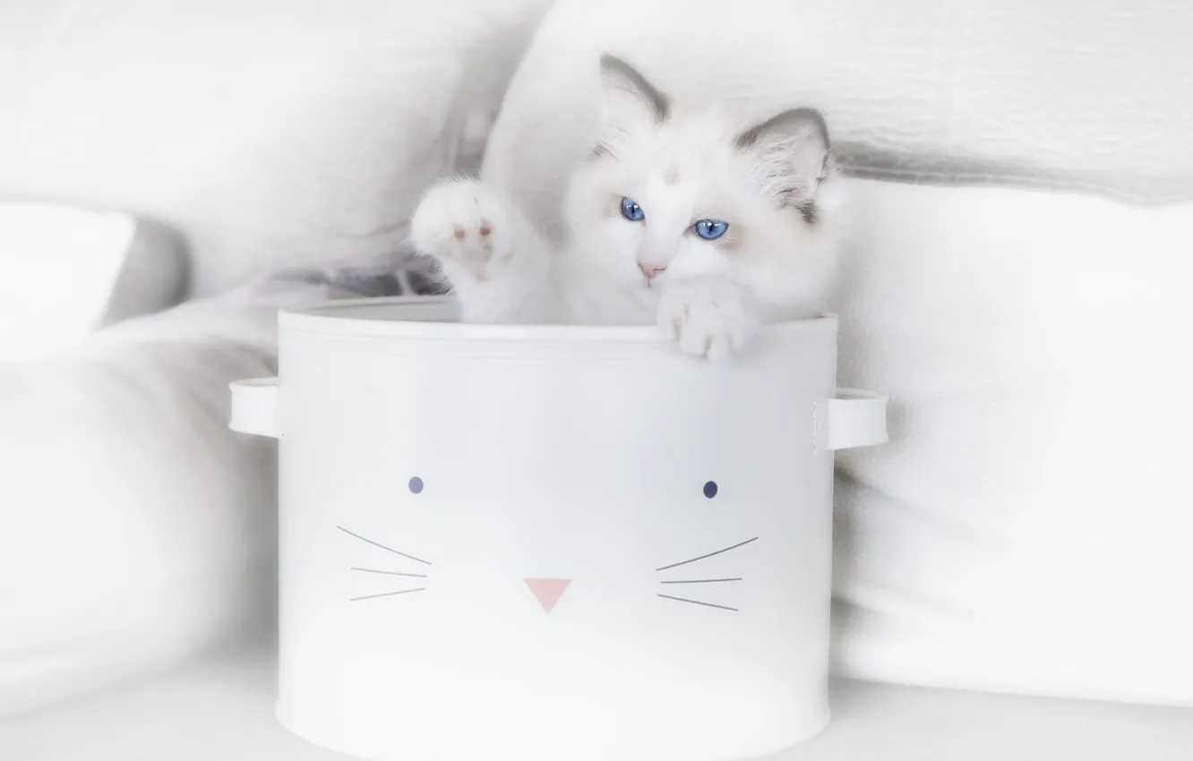 Photo wallpaper cat, pan, kitty, basket